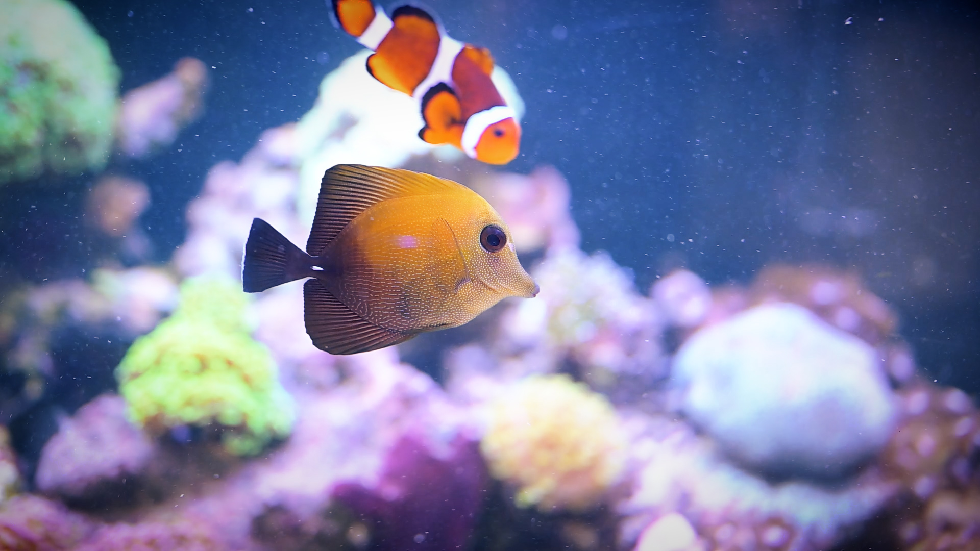 Fisch im Aquarium MegaZoo