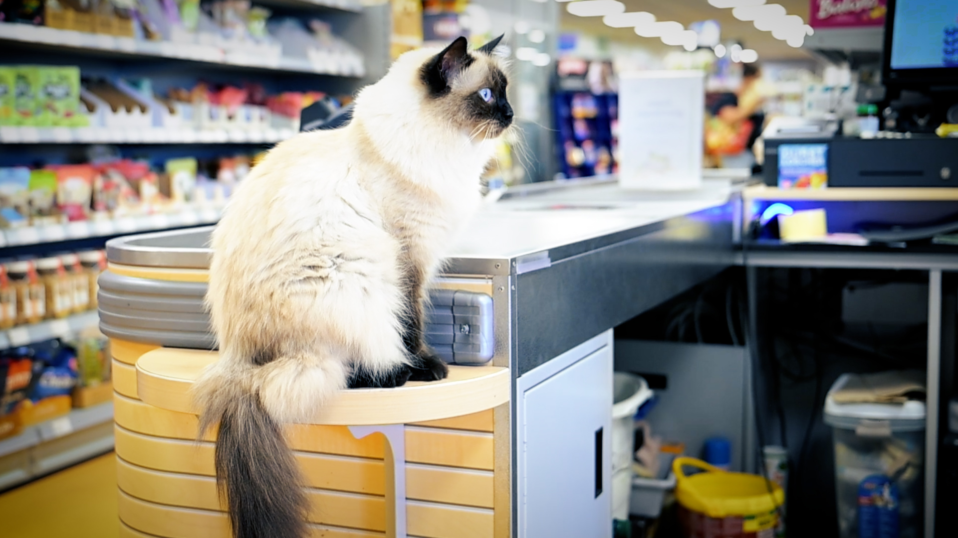 Katze sitzt an der Kasse bei MegaZoo