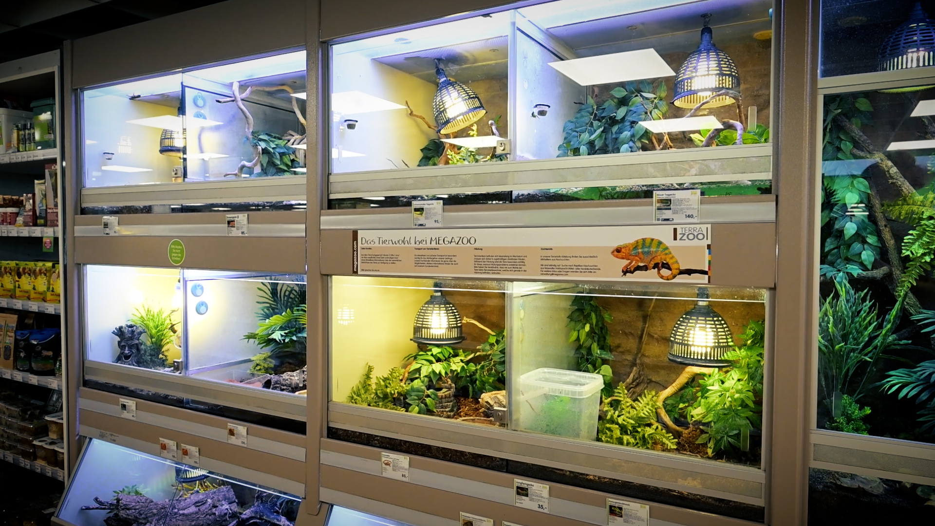 Terraristik Auswahl MegaZoo